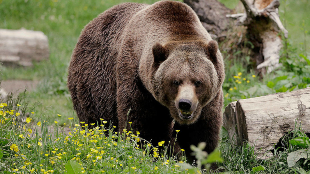 Bear Mace vs Pepper Spray